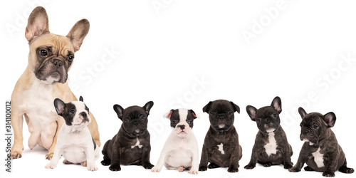 Studio shot of a litter adorable French bulldog puppies and their mother sitting on isolated white background looking at the camera with copy space