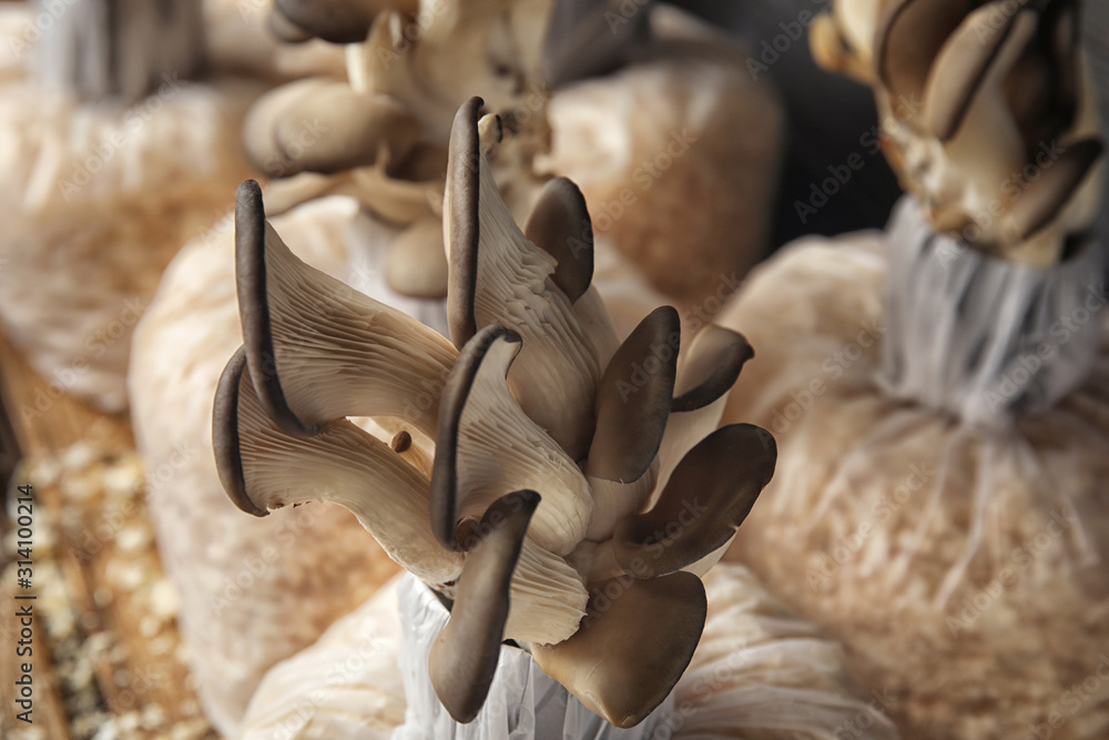 Oyster mushrooms growing in sawdust, closeup. Cultivation of fungi