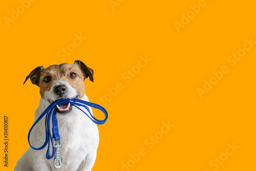 Fotografia Dog sitting concept with happy active dog holding pet leash in mouth ready to go