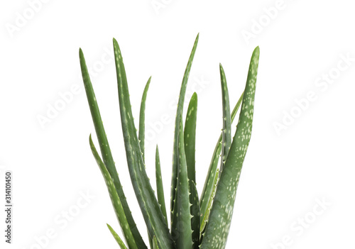 Leaves of aloe vera isolated on white