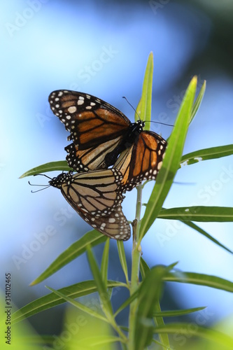 Two Monarch Butterflies, Danaus plexippus