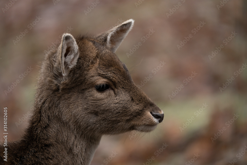Deer Deer