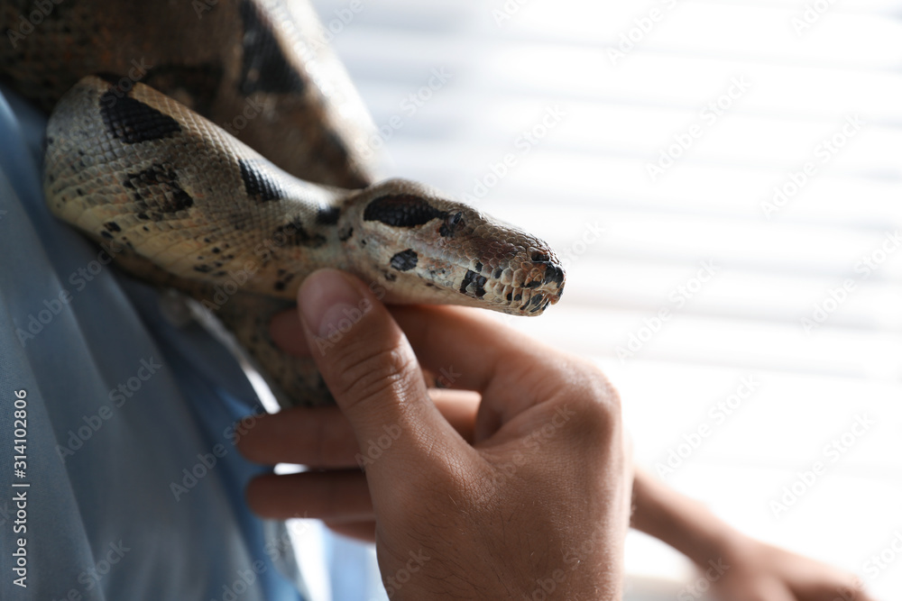 Fototapeta premium Man with his boa constrictor at home, closeup. Exotic pet