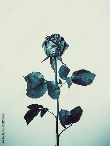 Black rose flower on white ...
