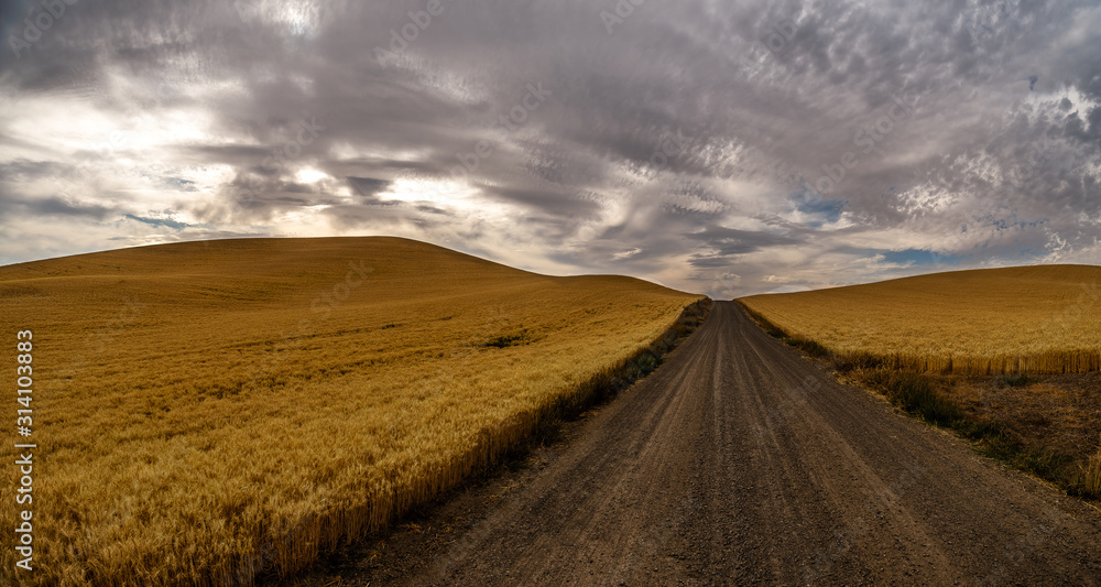 Golden Wheat Palouse 8962