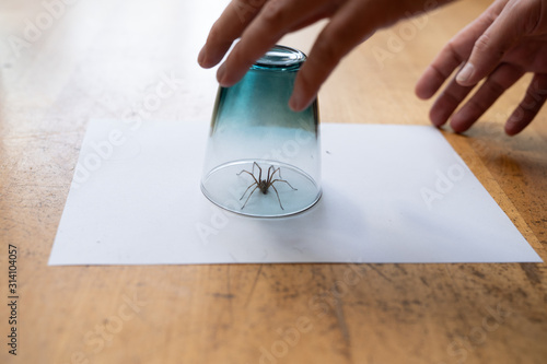 Caught big dark common house spider under a drinking glass on a smooth wooden floor seen from ground level in a living room in a residential home with two male hands