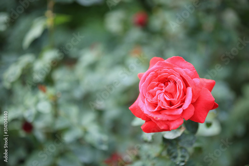 Wallpaper Mural Beautiful red roses flower in the garden Torontodigital.ca