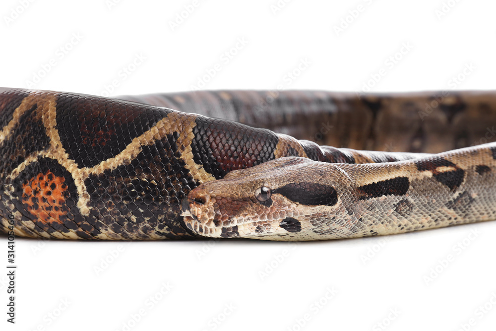 Obraz premium Brown boa constrictor on white background. Exotic snake