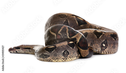 Brown boa constrictor on white background. Exotic snake