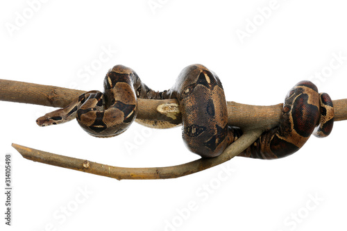 Quadro em tela Brown boa constrictor on tree branch against white background