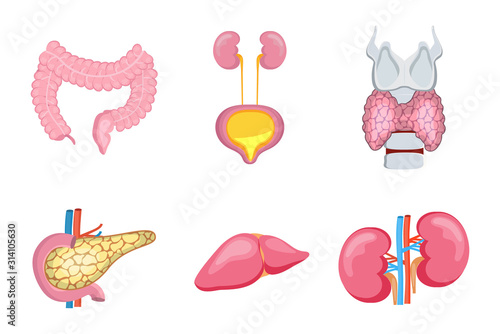 Internal organs of human, such as liver, kidneys. Pancreas, colon intestine, thyroid are isolated on white background. Cartoon icons vector of anatomy for medical concepts, web