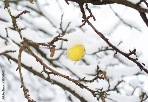 Apple tree branch with frozen apple and covered snow in winter