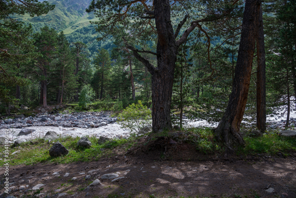 Caucasus forest. Kabardino-Balkaria, Russia Caucasus forest. Kabardino-Balkaria, Russia