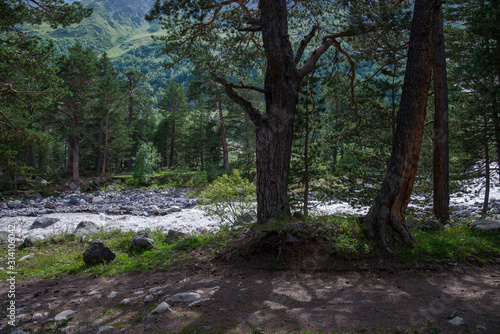 Caucasus forest. Kabardino-Balkaria  Russia