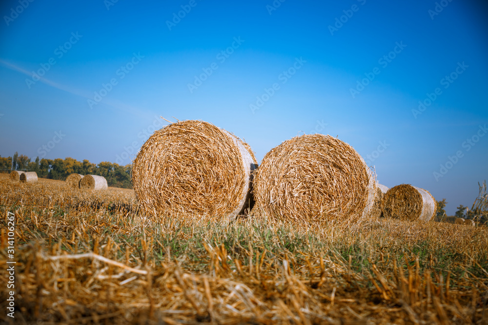 Hay bail harvesting in wonderful autumn farmers field landscape with hay stacks Hay bail harvesting in wonderful autumn farmers field landscape with hay stacks