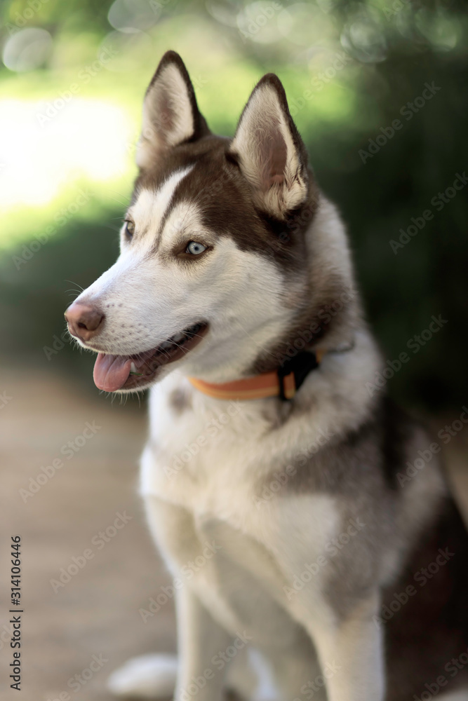 Siberian husky dog