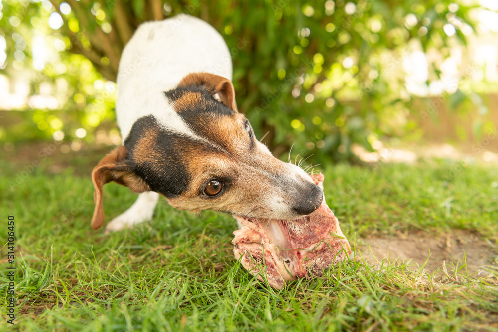 little cute Jack Russell Terrier dog eats a bone with meat and chews outdoor