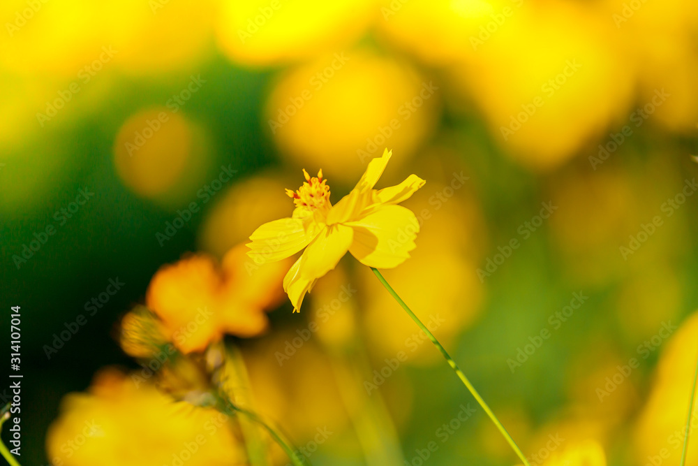 Yellow Cosmos flowers beautiful in Green garden ,Beautiful flower in the spring Yellow Cosmos flowers beautiful in Green garden ,Beautiful flower in the spring