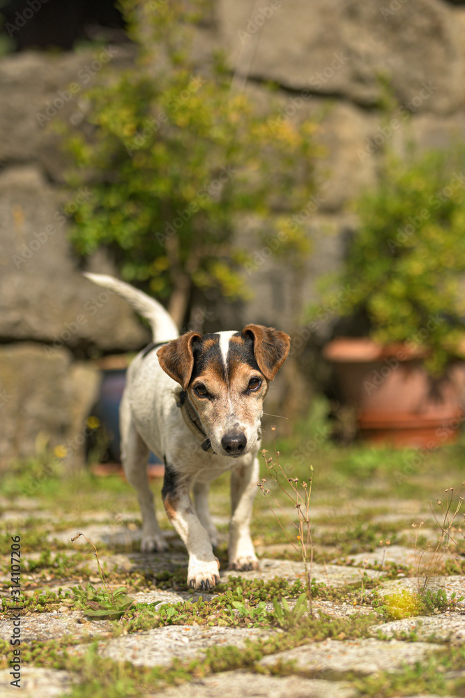 Cute 12 years old Jack Russell Terrier dog in a garen with stone wall and paving stone floor