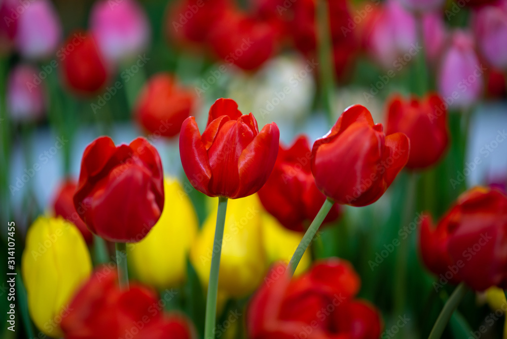 red tulip , group of fresh tulips flower