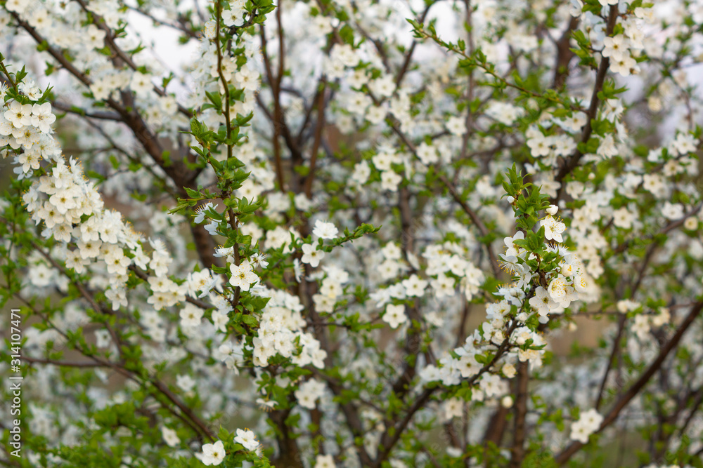 Spring blossom background. Beautiful nature scene with blooming tree. Spring blossom background. Beautiful nature scene with blooming tree.