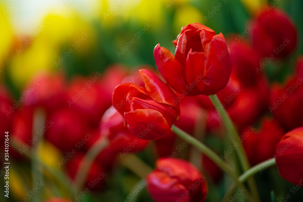 Fototapeta premium red tulip , group of fresh tulips flower