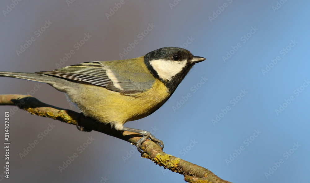Obraz premium Great tit on branch background, Parus major