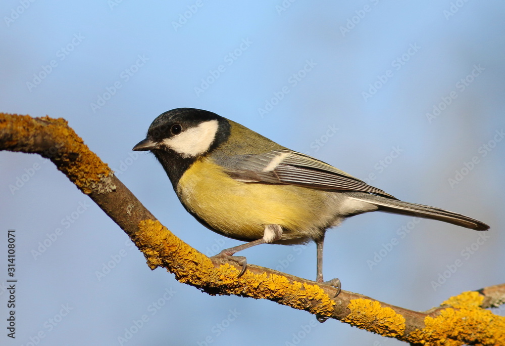 Fototapeta premium Great tit on branch background, Parus major