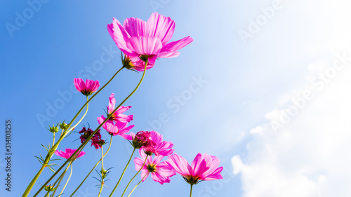 Pink Cosmos flowers beautiful in Green garden ,Beautiful flower