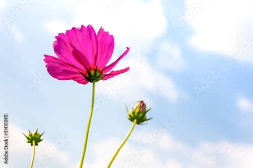 Pink Cosmos flowers beautiful in Green garden  Beautiful flower