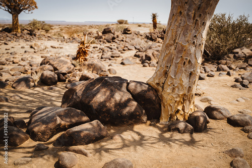 bottom ground of the quiver tree, or aloe dichotoma, Keetmanshoop, Namibia