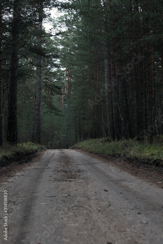 pine forest and empty road © Iveta