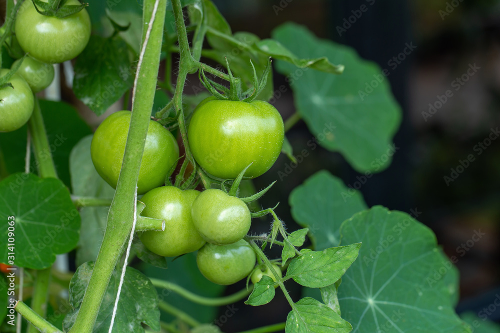 Fresh organic cherry tomatoes on tree in the garden Fresh organic cherry tomatoes on tree in the garden
