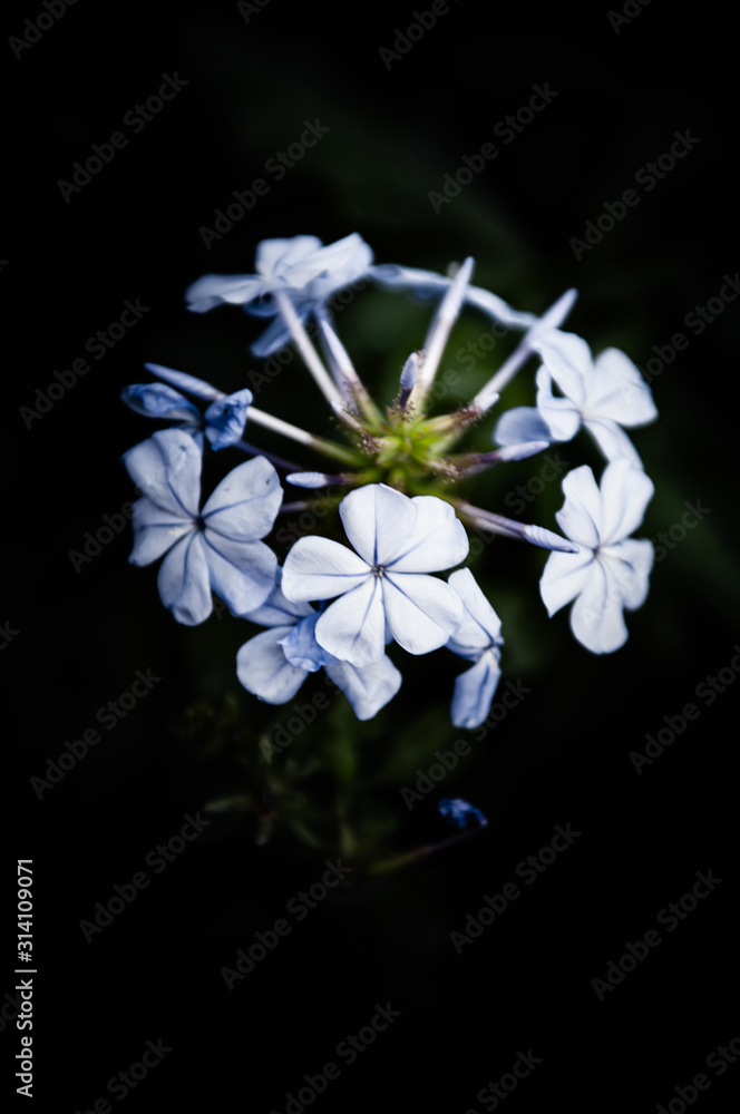 Obraz premium Flowers in the design of natural dark tones.