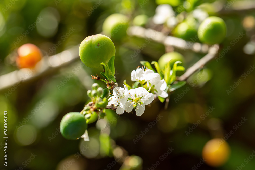 Close up of Write Plum flower blooming in spring. selective focus Close up of Write Plum flower blooming in spring. selective focus