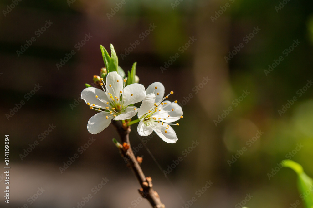 Close up of Write Plum flower blooming in spring. selective focus Close up of Write Plum flower blooming in spring. selective focus