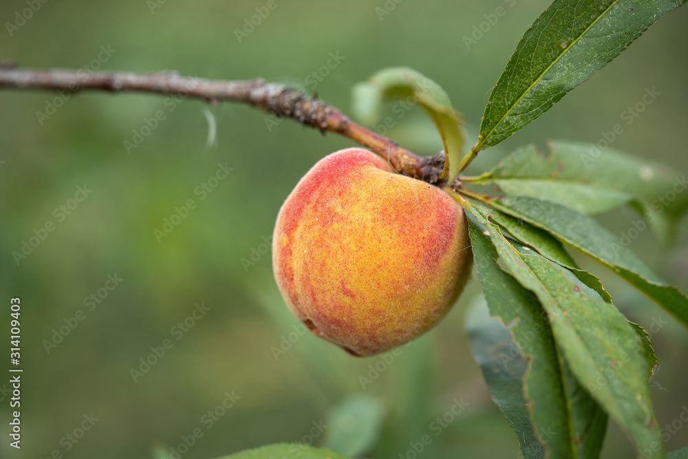 Fresh organic peaches on the tree in garden