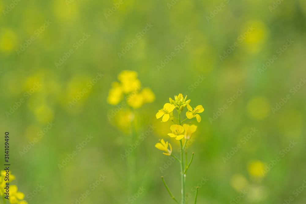 Small yellow flowers on a green background selective focus Small yellow flowers on a green background selective focus
