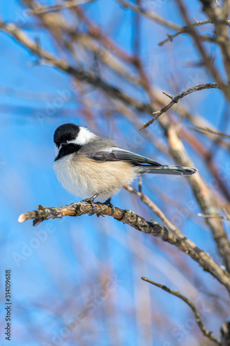 Closeup portrait of a Black-capped Chickadee (Poecile atricapillus) perched on a branch.