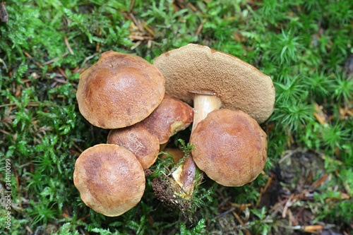 Chalciporus piperatus, commonly known as the peppery bolete, wild mushroom from Finland
