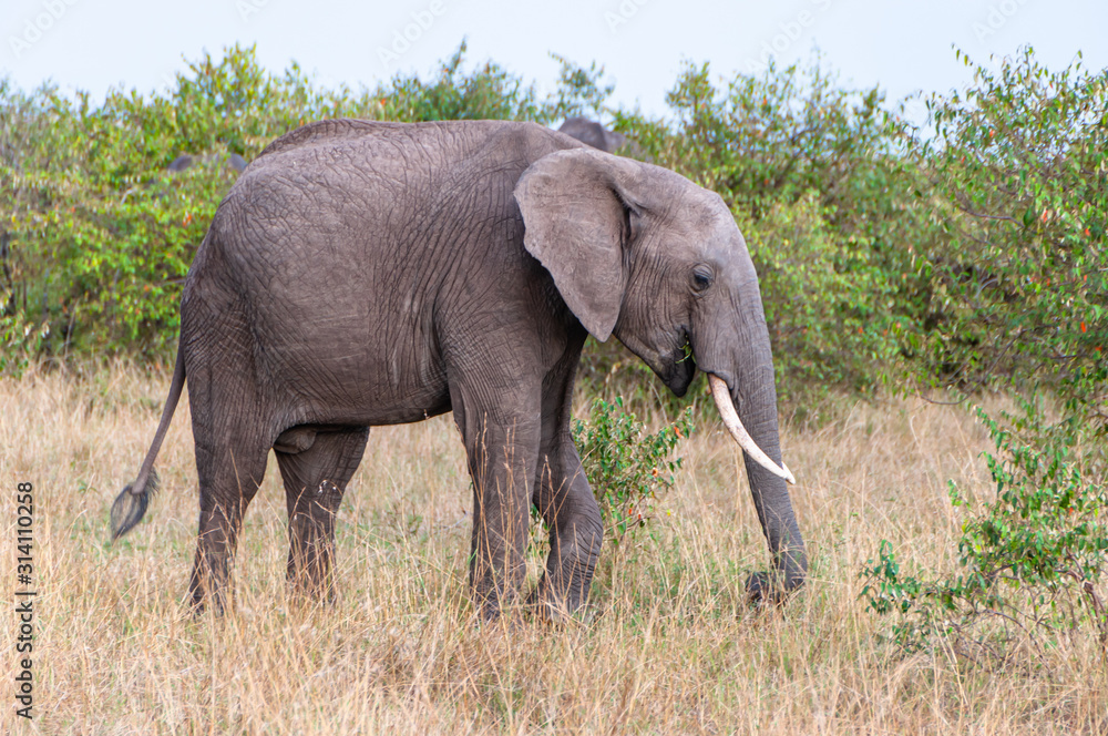 Safari in Africa