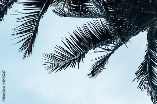 Palm trees against blue sky at tropical coast, vintage toned and stylized, coconut tree,summer  photo