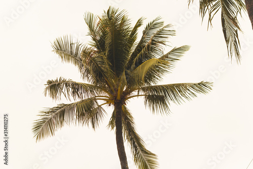 Coconut palm trees on the beach ,summer concept background, travel concept