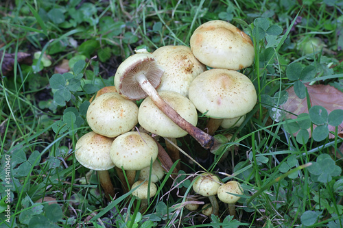 Pholiota alnicola, known as Alder Scalycap, wild mushroom from Finland