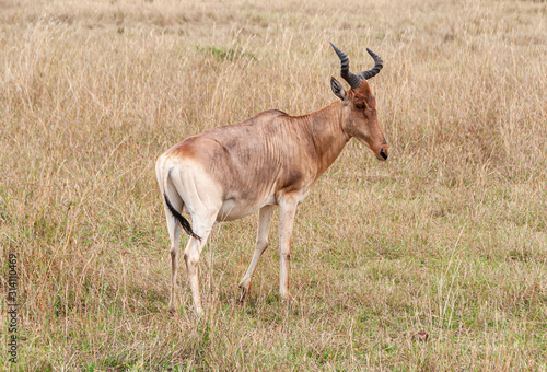 Safari in Africa