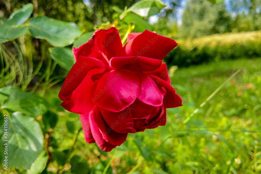 Fototapeta premium Detail of red roses in the garden.
