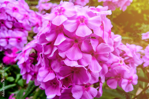 Pink flowers phlox paniculatamer. Flowering branch of pink phlox in the summer garden.