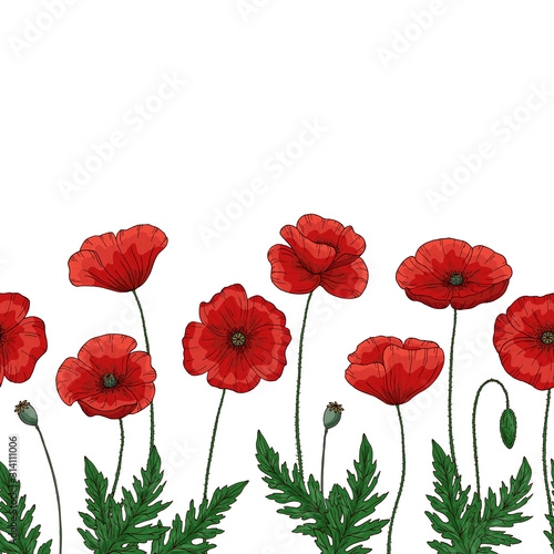Saemless border with red poppy flowers. Papaver. Green stems and leaves. Hand drawn vector illustration. Isolated on white background.
