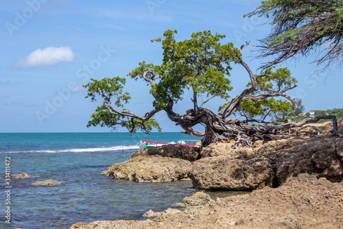 Old gnarled tree on the coast at Treasure Beach, jamaica