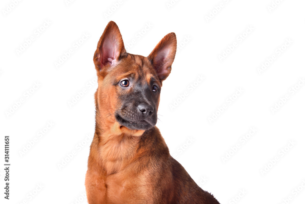 Portrait of Thai Ridgeback puppy